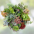 Succulent Cuttings Lot of 10 Echeveria, Aeonium, Sempervivum Live Plants for DIY Arrangements Gardening