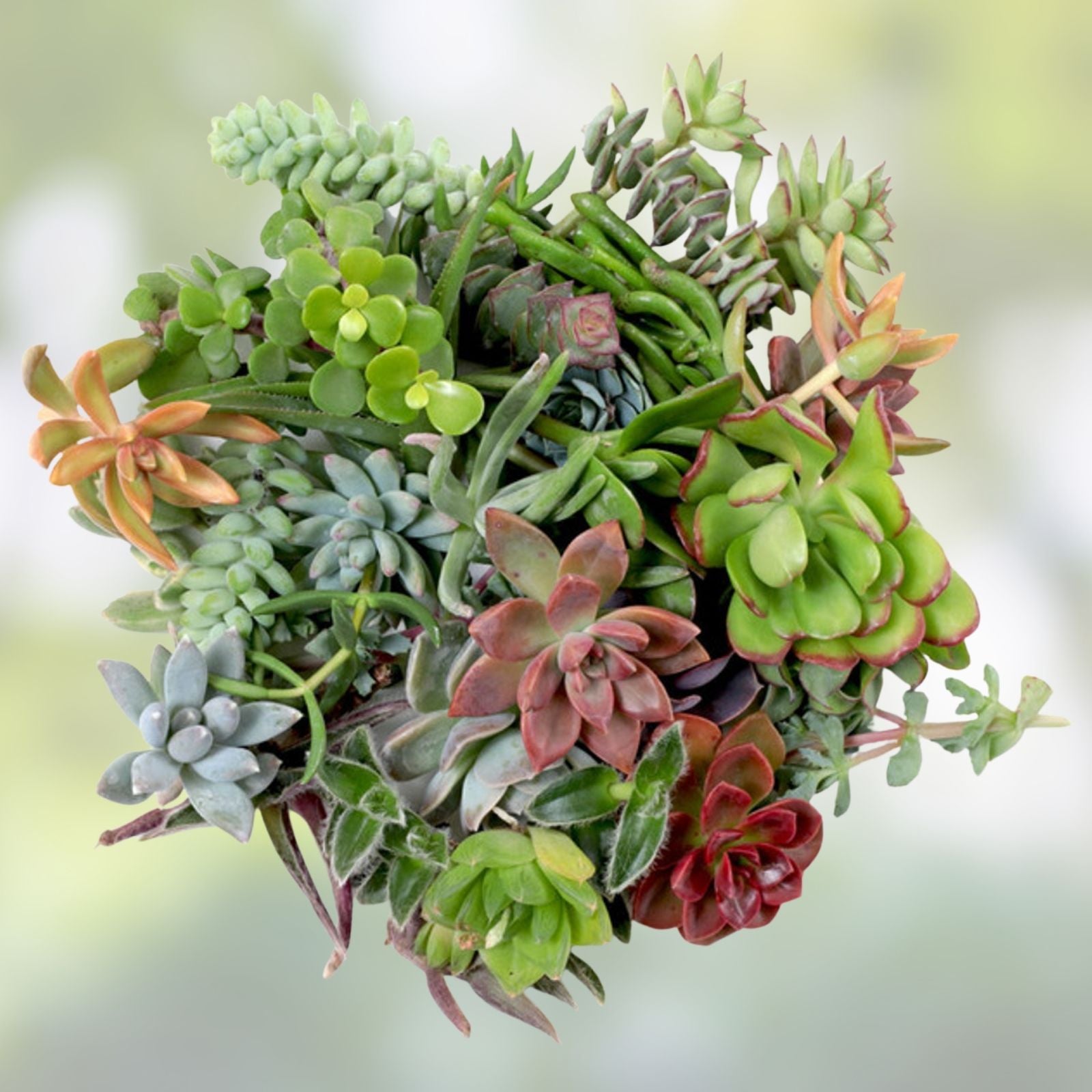Succulent Cuttings Lot of 10 Echeveria, Aeonium, Sempervivum Live Plants for DIY Arrangements Gardening