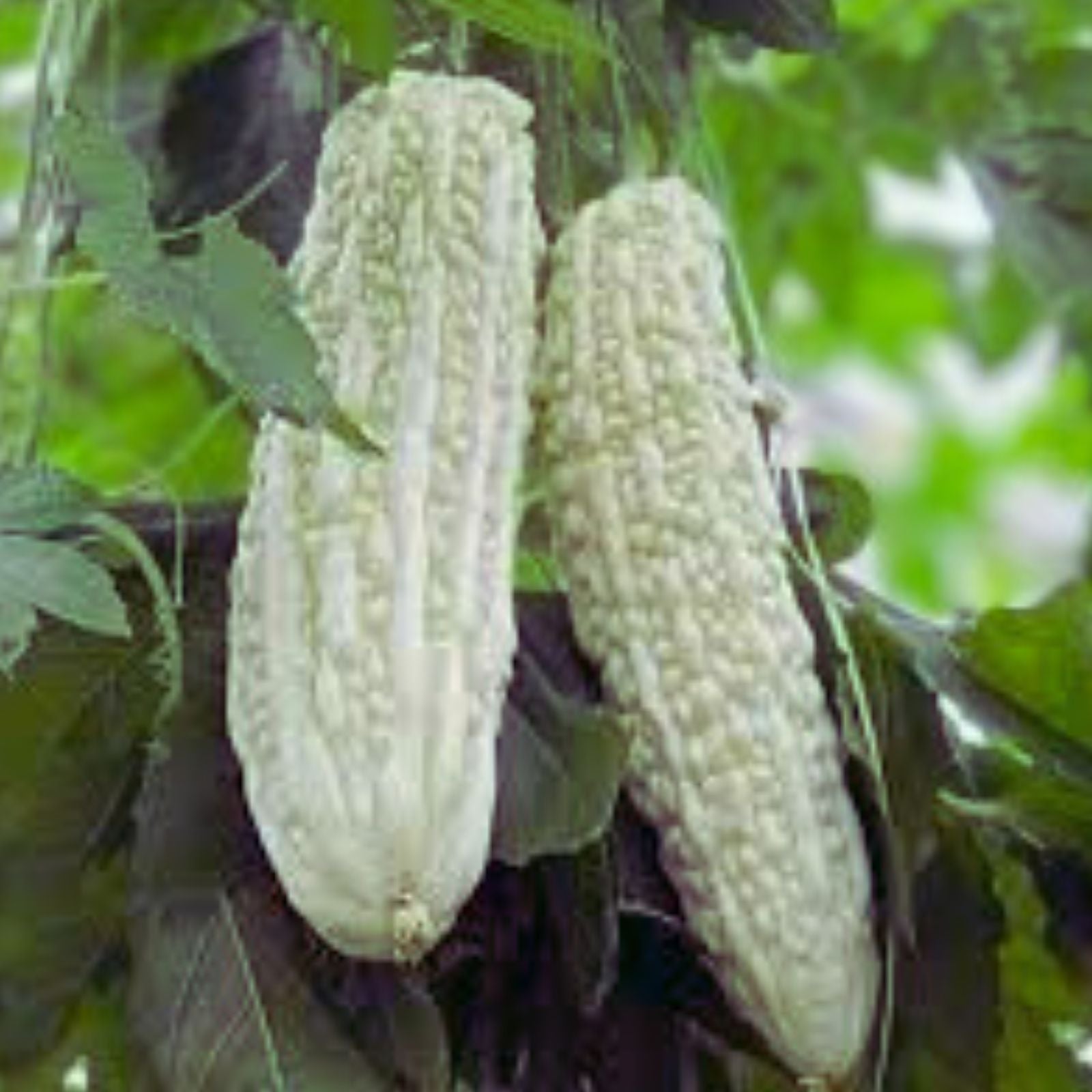 White Asparagus Seeds for Planting – 100+ Rare Exotic Seeds – High-Quality Asparagus officinalis