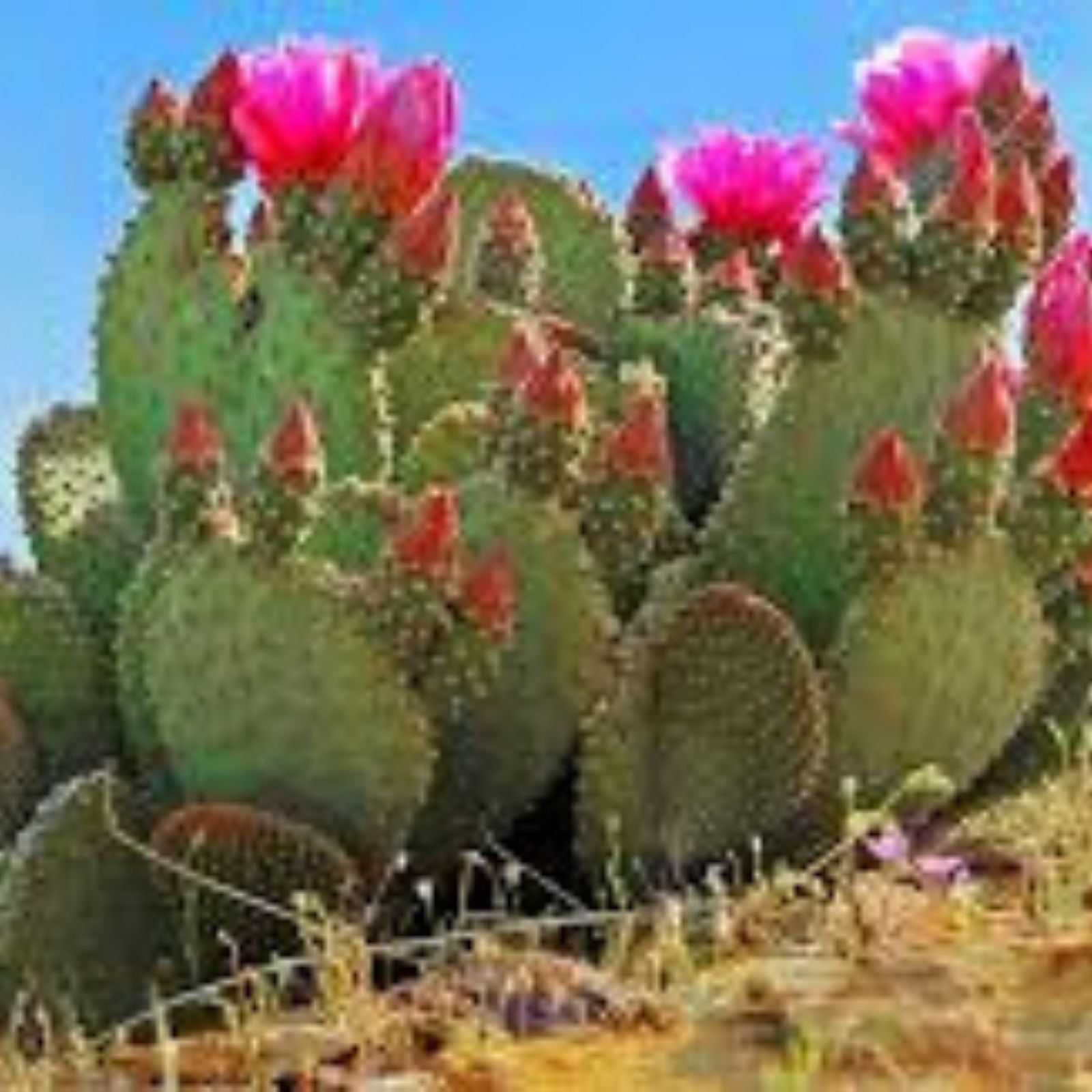 Giant Red Flower Prickly Pear Cactus Pads Edible Opuntia Burbank Spineless Nopal Live Plant