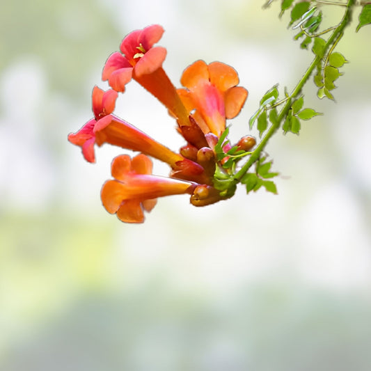 Orange Trumpet Vine Cuttings 12 Pack Campsis radicans Hummingbird Garden Plant Starter Live Bare Root