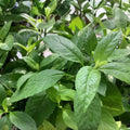 Longevity Spinach Gynura Procumbens Cuttings - Edible Greens, Live Plant, Starter Plant, Houseplant, Gardening, Healthy Cooking