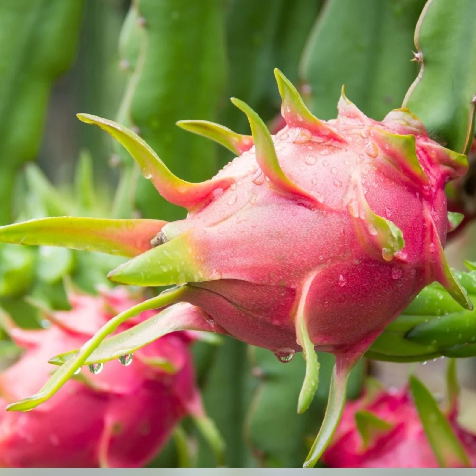 Dragon Fruit Cuttings Hylocereus spp. Live Plant Starter Bare Root 24-36 inches Multiple Varieties
