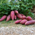 Sweet Potato Slips 15 Pack Red Japanese Okinawa Beauregard Ipomoea batatas Garden Plant