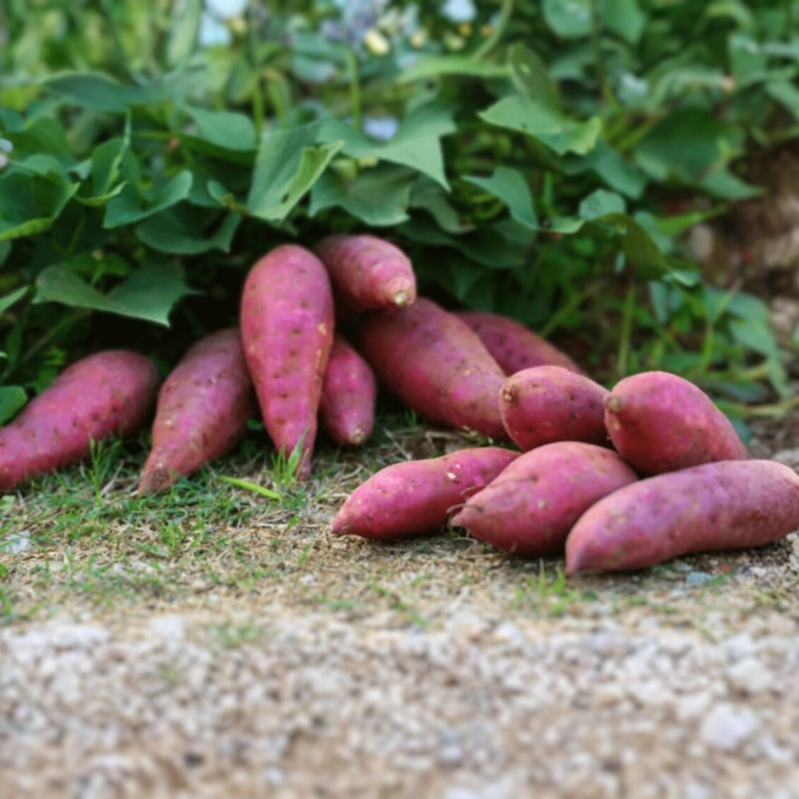 Sweet Potato Slips 15 Pack Red Japanese Okinawa Beauregard Ipomoea batatas Garden Plant