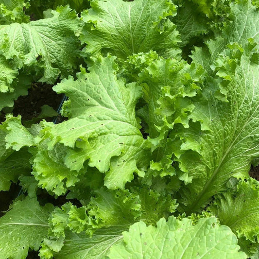 Mustard Greens Seeds 100 Count – Tendergreen Heirloom Non-GMO Brassica juncea Leafy Green Vegetable Seeds for Gardening