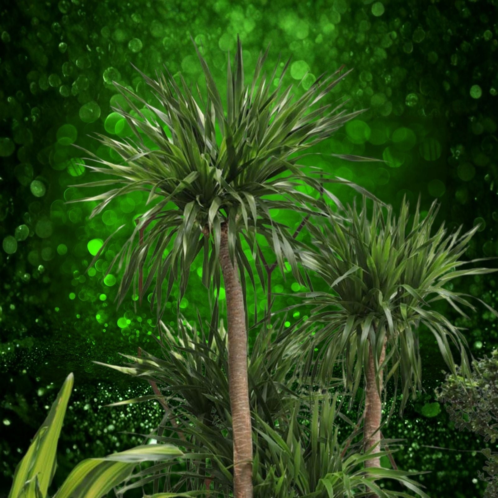 Dracaena Seeds 100 Count - Indoor Outdoor Plant Seeds for Landscaping, Home Decor, Houseplants, Garden Starter