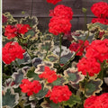 Variegated Geranium Cuttings 3 Pack – Pelargonium spp. 6-inch Indoor & Outdoor Garden Plants with Variegated Leaves
