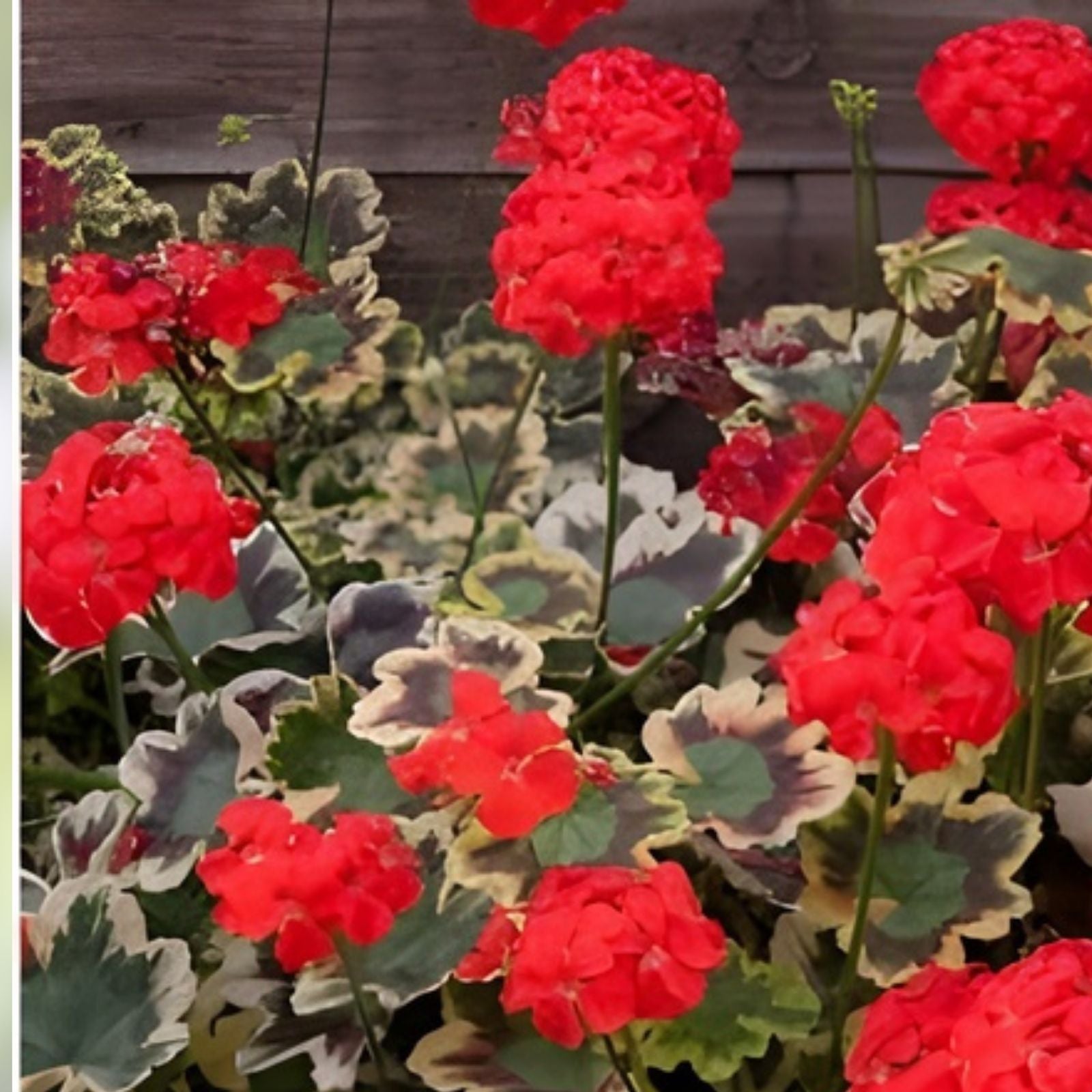 Variegated Geranium Cuttings 3 Pack – Pelargonium spp. 6-inch Indoor & Outdoor Garden Plants with Variegated Leaves