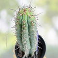 Cereus chalaensis cactus cutting 7-inch succulent plant for indoor outdoor gardens, live plant, starter, bare root, houseplant