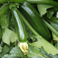 Black Beauty Zucchini Seeds 100 Count Heirloom Non-GMO Vegetable Garden Starter Plant Cutting