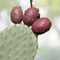 Winter Hardy Prickly Pear Cactus 2 Pads Opuntia Ficus-Indica Succulent Plant, Live Starter, Houseplant, Bare Root, 4 Inch