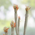Cleistocactus Hyalacanthus Frosty Torch Silver Orange Cactus Live Plant Rooted Rare Succulent Houseplant