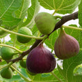 American Hazelnut Tree Live Plants Set of 2, Corylus americana, Bare Root, 12-18 Inches, Hardy Zones 5-9