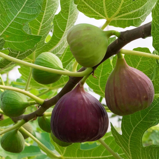 American Hazelnut Tree Live Plants Set of 2, Corylus americana, Bare Root, 12-18 Inches, Hardy Zones 5-9
