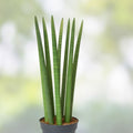 Snake Plant Cutting - Unrooted Sansevieria Cylindrica Live Starter Plant for Indoor Air Purification and Houseplant