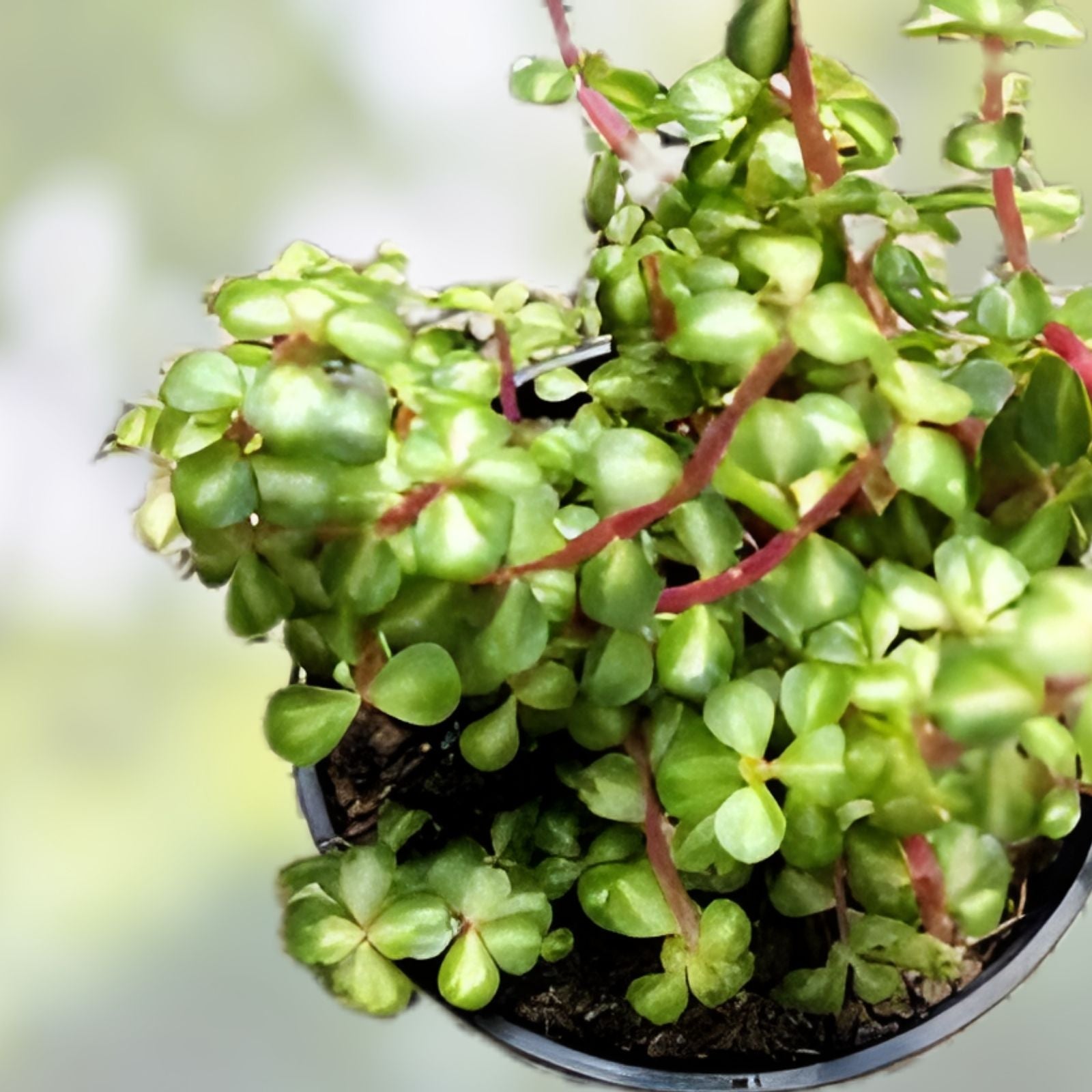 Portulacaria Cuttings Collection – 9 Varieties of Succulent Plants – Easy to Grow Indoor and Outdoor – Portulacaria afra and More