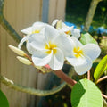 Plumeria Cutting Whirlwind Variety Live Plant Tropical Fragrant Flowering Houseplant Starter