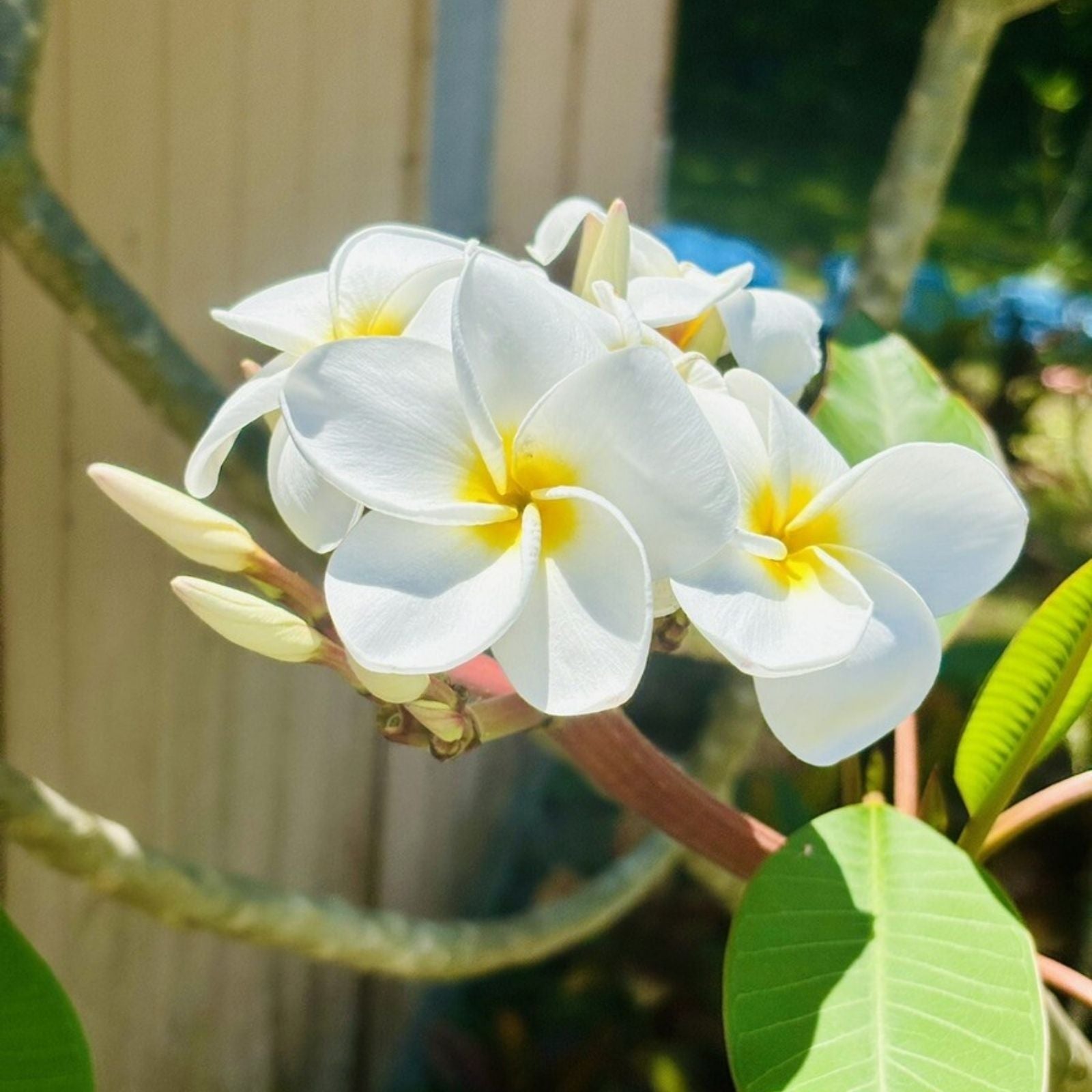 Plumeria Cutting Whirlwind Variety Live Plant Tropical Fragrant Flowering Houseplant Starter