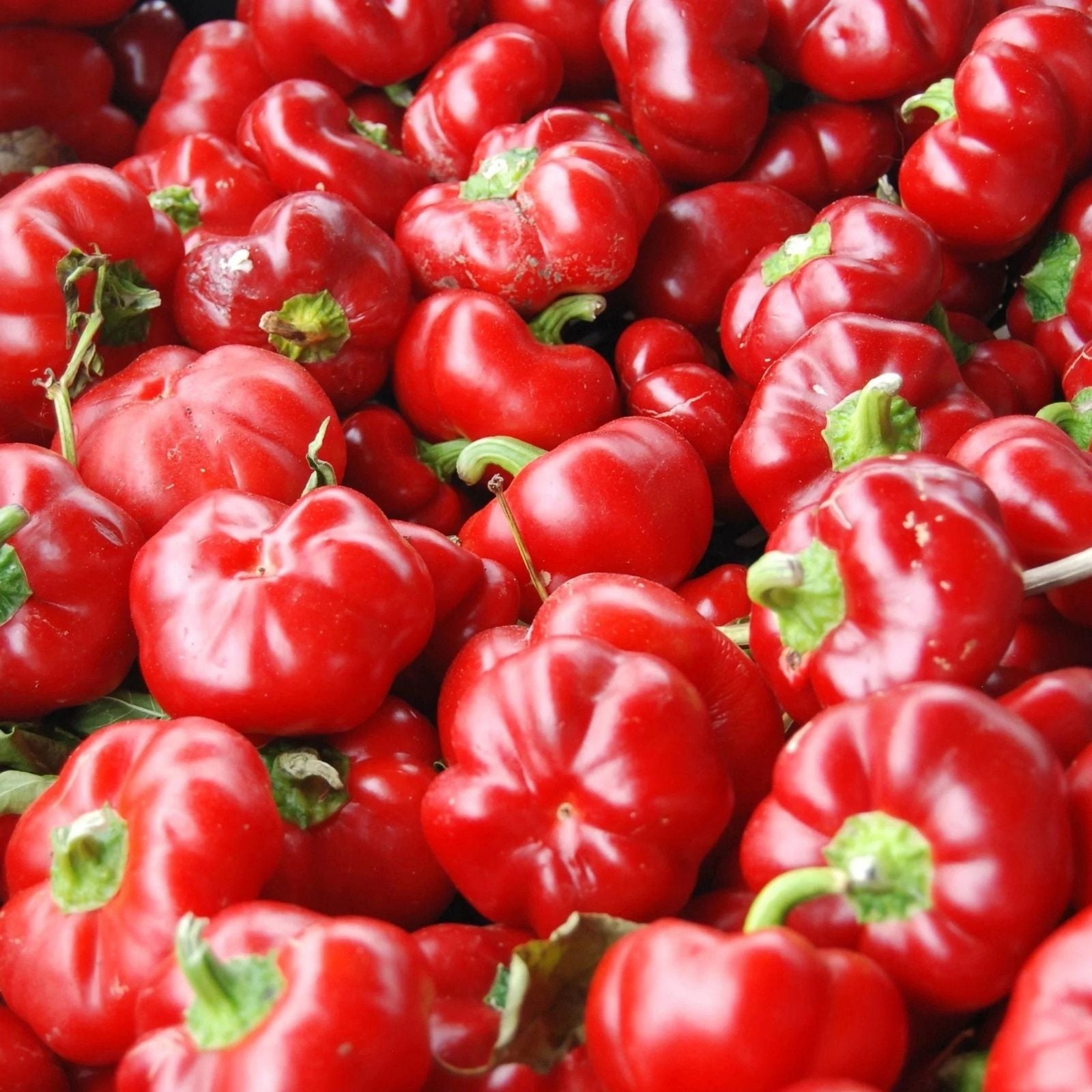 Red Pimento Pepper Seeds 500 Count – Capsicum annuum Sweet Heirloom Garden Starter Plant Cutting Bare Root