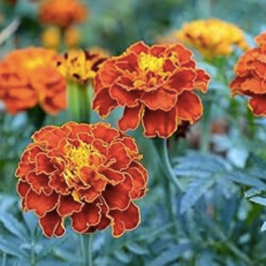 Marigold Seeds 500 Pack | Multi-Colored Flower Seeds | Tagetes spp. | Garden Planting Seeds for Bright Blooms