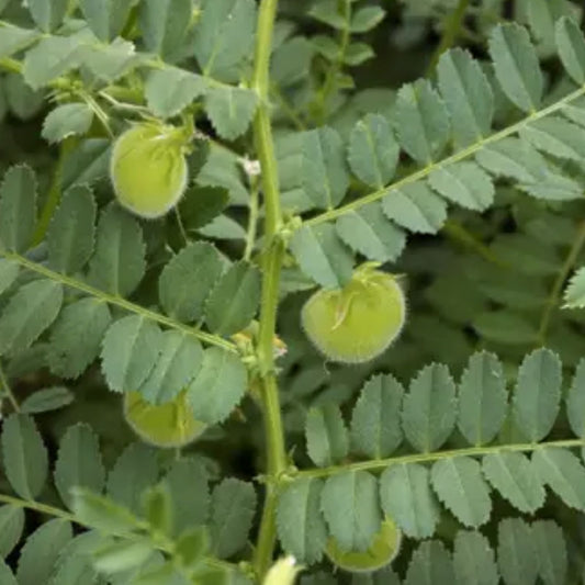 Organic Garbanzo Bean Seeds – Cicer arietinum Chickpeas Planting Starter for Home Garden, Fast Growing, Hummus Plant
