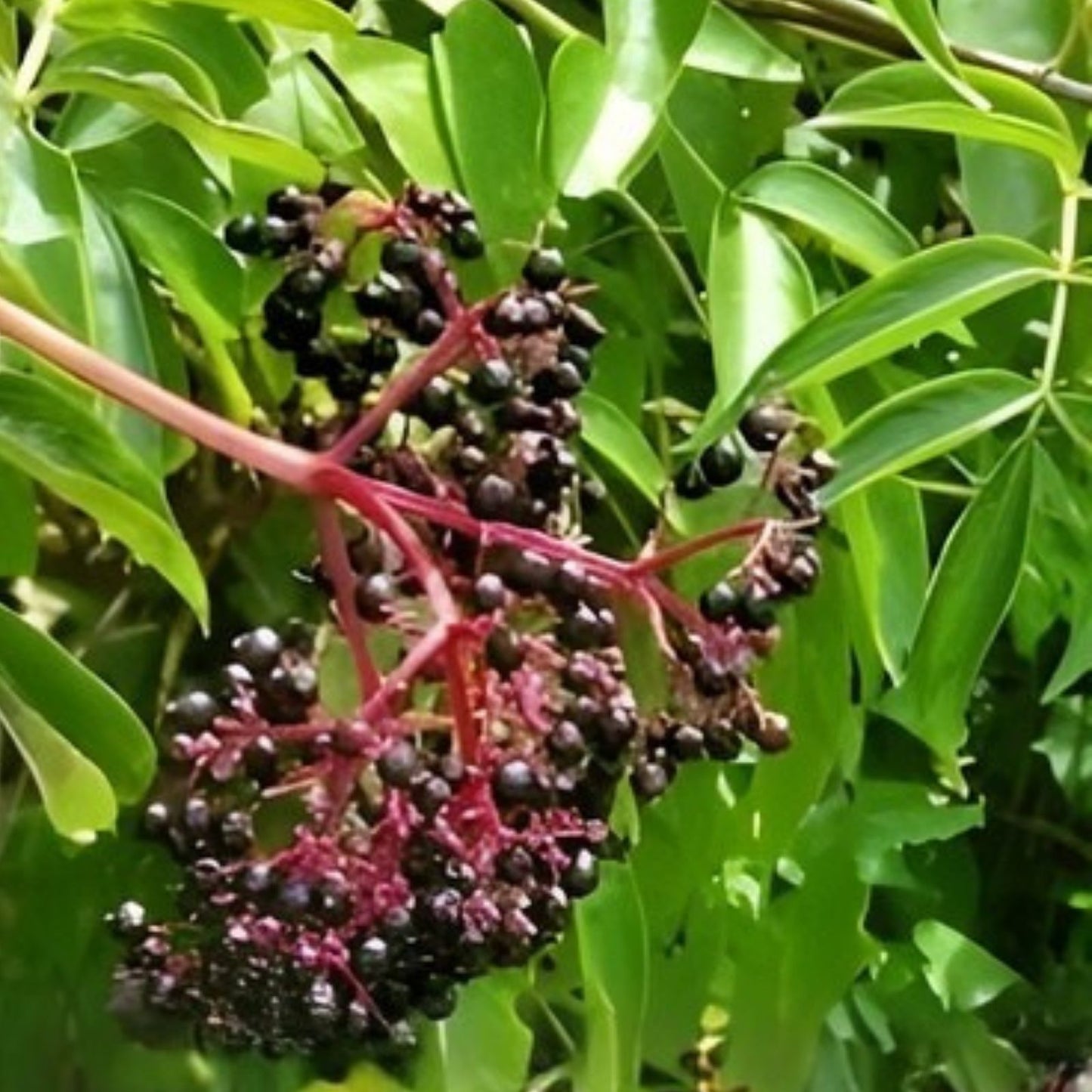 American Elderberry Starter Plant | Organic Hardy Perennial | Edible Berries | Sambucus canadensis | 2x3 Pot