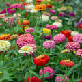 Zinnia elegans Seeds 100 Pack Short Stuff Mix Colorful Flower Seeds for Garden Blooms, Live Plant Starter, Cutting, Bare Root