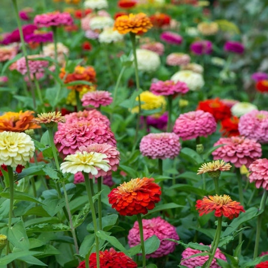 Zinnia elegans Seeds 100 Pack Short Stuff Mix Colorful Flower Seeds for Garden Blooms, Live Plant Starter, Cutting, Bare Root