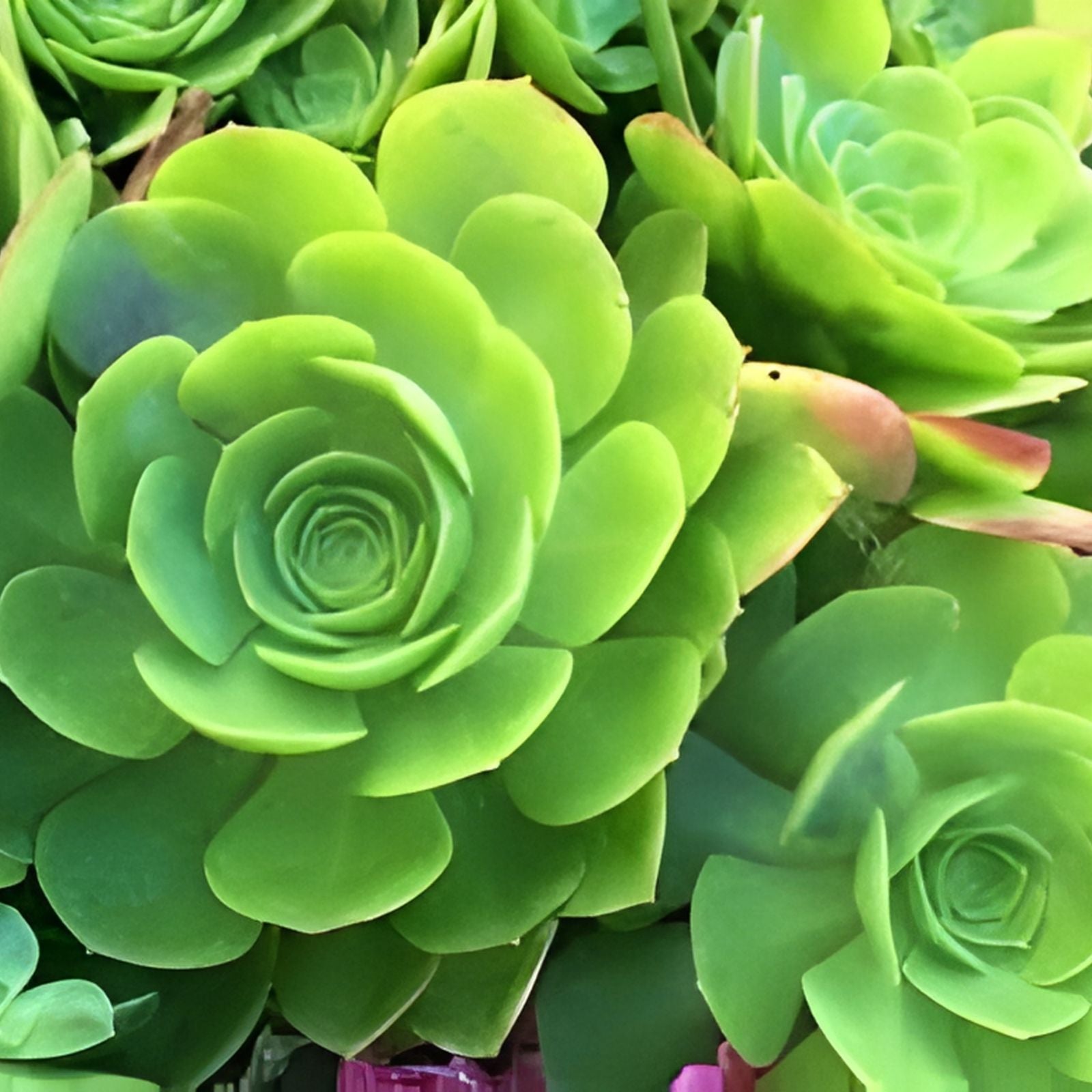 Aeonium Arboreum Rosette Succulent Cutting 6-12" Live Plant Drought Tolerant Indoor Outdoor Houseplant