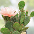Spineless Prickly Pear Cactus Pads 3 Pack 5+ Inches Opuntia Arizona Succulent Plant Live Houseplant