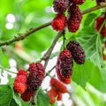 Red Mulberry Tree Cuttings Set of 12 – Morus rubra – Unrooted Planting and Propagation Material for Easy Growth