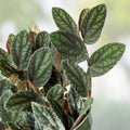 Rare Polynesian Ivy Watermelon Vine Pellionia Repens Live Houseplant Trailing Greenery Indoor Plant