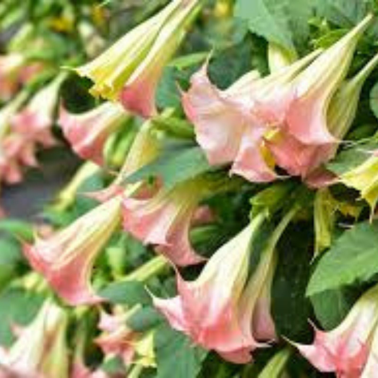 Pink Angel Trumpet Cuttings 4 Stem Set – Fragrant Flowering Brugmansia suaveolens Live Starter Plant
