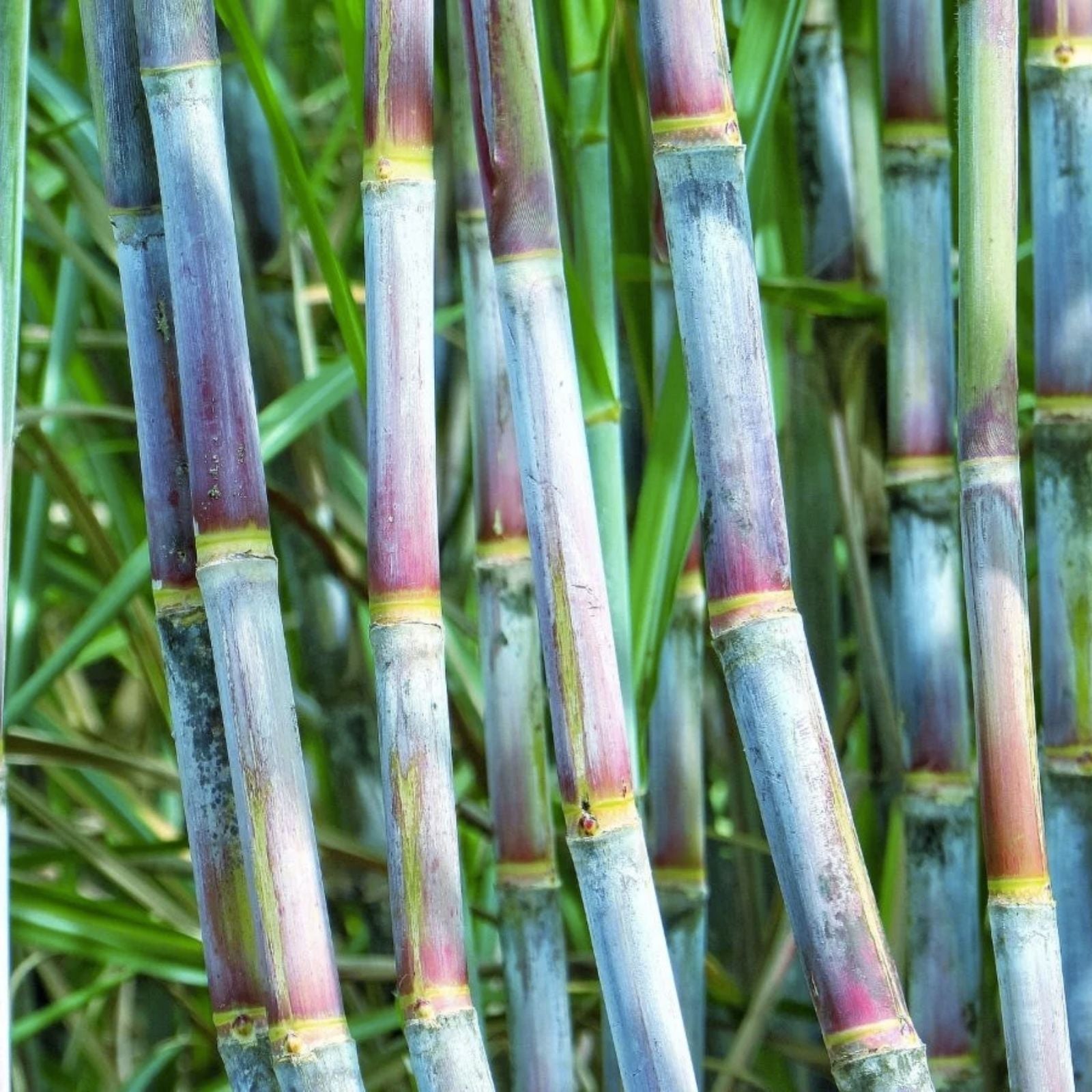 Green Sugarcane Live Plant Cuttings 2 pcs Saccharum officinarum Sweet Juicy Starter Plants
