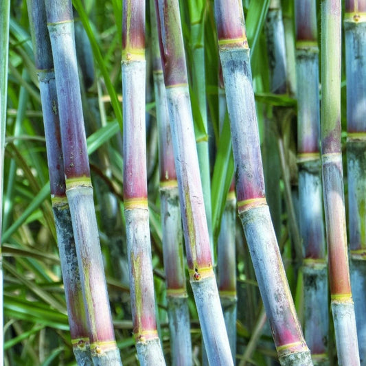 Green Sugarcane Live Plant Cuttings 2 pcs Saccharum officinarum Sweet Juicy Starter Plants