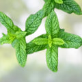 Spearmint Starter Plants Set of 6 - Perennial Herb Garden - Mentha spicata Live Herb Plants, Mint Cuttings, Herb Garden Supplies