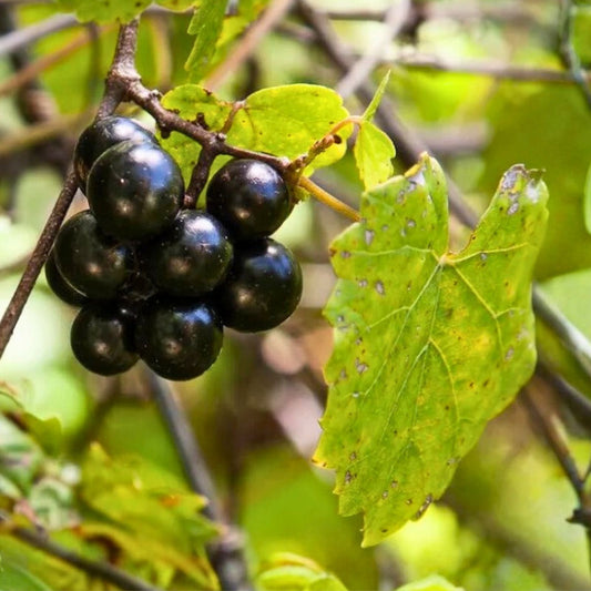 Scuppernong Muscadine Grape Seedling Vitis rotundifolia Bare Root Fruit Plant for Garden, Live Vine, Outdoor Growing