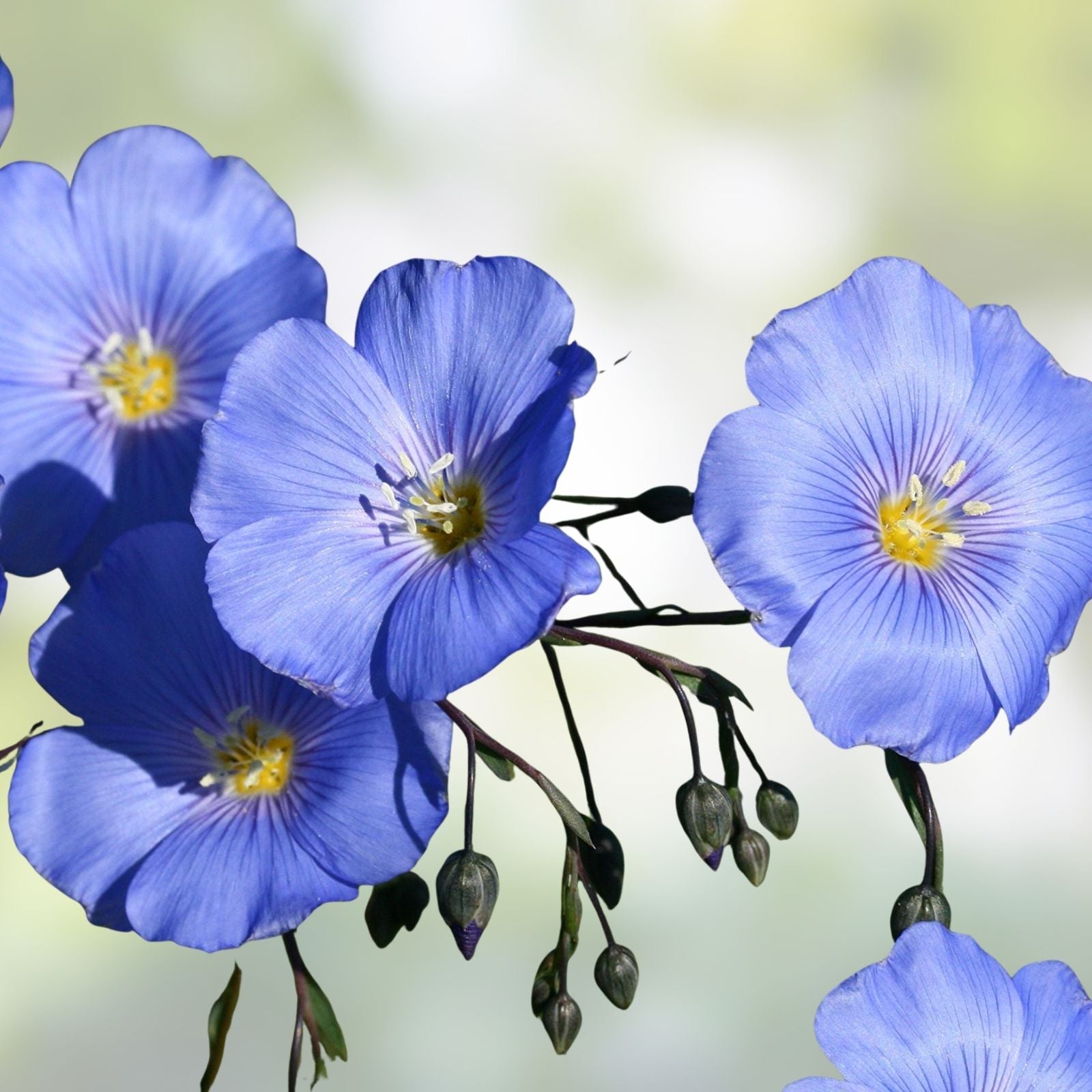 Blue Flax Seeds Pack 1000+ – Linum perenne Wildflower Native Ornamental Flower Seeds for Garden, Striking Blue Flowers