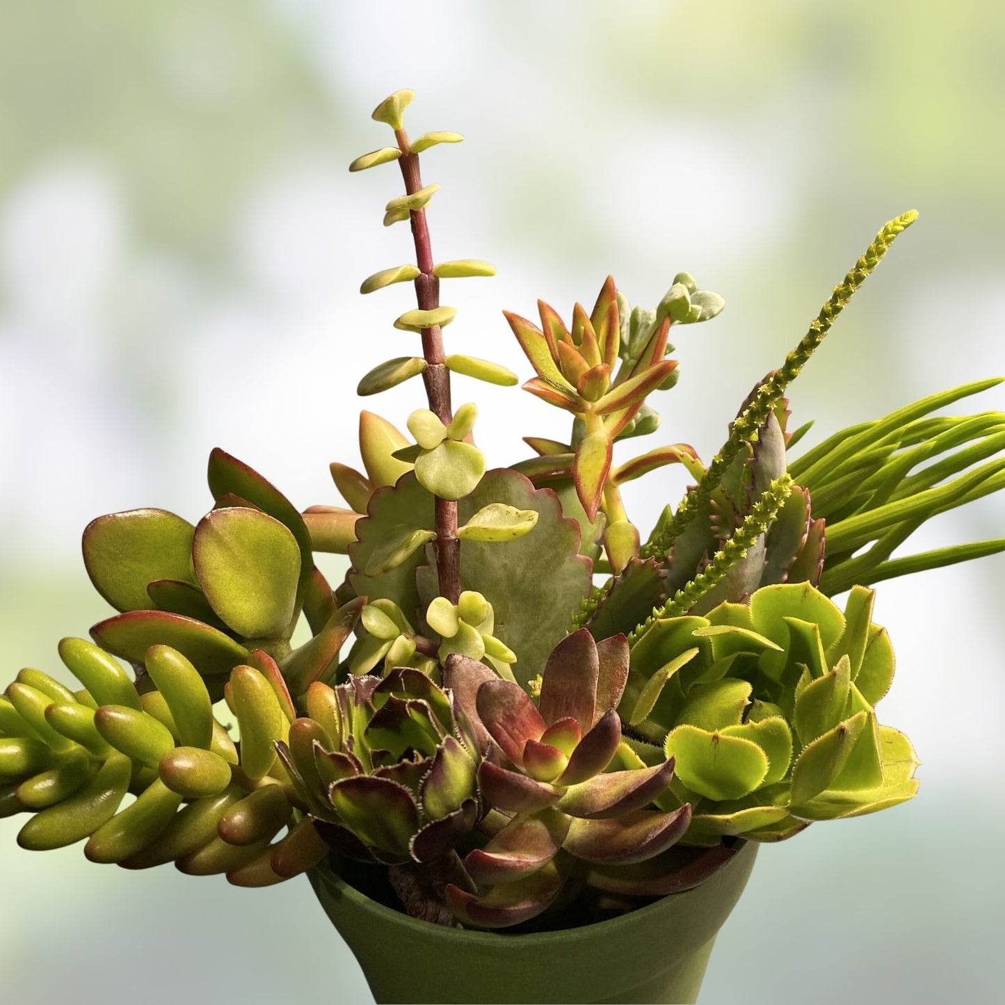 Large Succulent Cuttings Set with 2 Bonus Unique Color Varieties – Uncommon Propagation Succulents (Various Species)