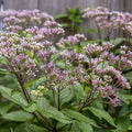 Joe Pye Weed Perennial Plant Eupatorium purpureum Tall Native Garden Flower Bare-root Live Plant