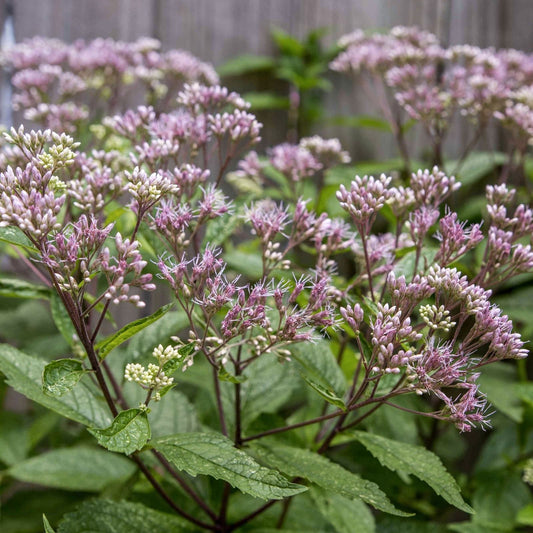 Joe Pye Weed Perennial Plant Eupatorium purpureum Tall Native Garden Flower Bare-root Live Plant
