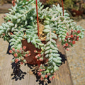 Burro's Tail Succulent Cuttings 5 Pack 4" Sedum morganianum Indoor Houseplants Live Plants