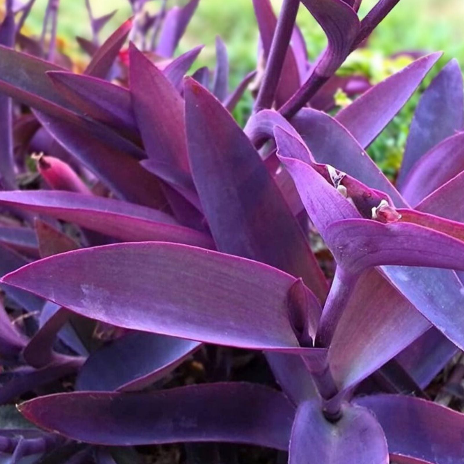 Purple Heart Wandering Jew Cuttings 5 Pack 6 Inch Tradescantia Zebrina Live Plant Propagation Bare Root Houseplant