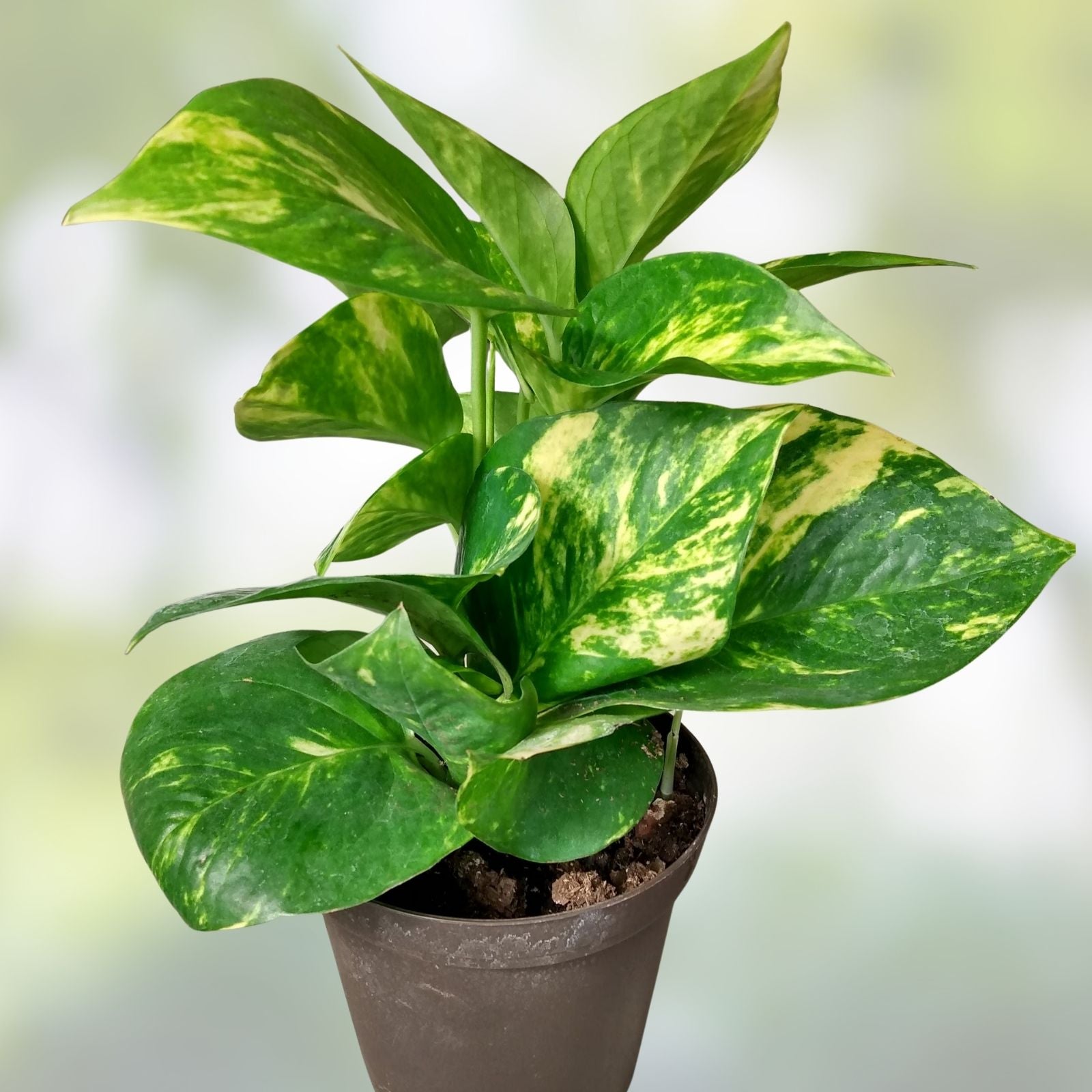 Golden Pothos Cutting – Epipremnum aureum Large Leaf Indoor Houseplant, Live Easy Care Starter Plant