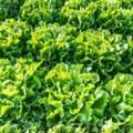Lettuce Seeds Heirloom Non-GMO Endive Broadleaf Batavian Organic Salad Greens Vegetable Gardening