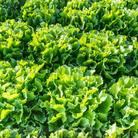 Lettuce Seeds Heirloom Non-GMO Endive Broadleaf Batavian Organic Salad Greens Vegetable Gardening