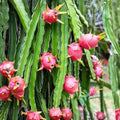 Australian Dragon Fruit Cutting 8-10" Red Flesh Edible Cactus Plant Hylocereus costaricensis for Gardening