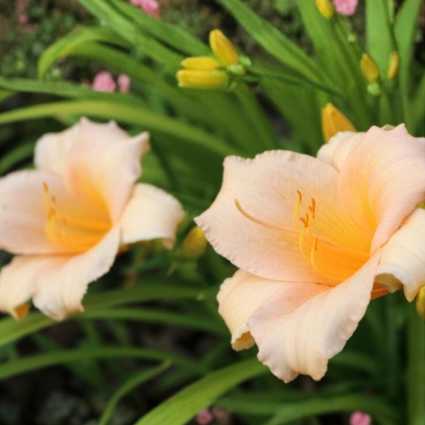 Mini Pearl Daylily Live Rooted Plant Melon Pink Blooms Hemerocallis Perennial Bare Root Starter Zones 3-9