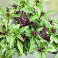 Thai Sweet Basil Seeds 50+ | Aromatic Culinary Herb | Ocimum basilicum var. thyrsiflora | Live Plant or Seeds
